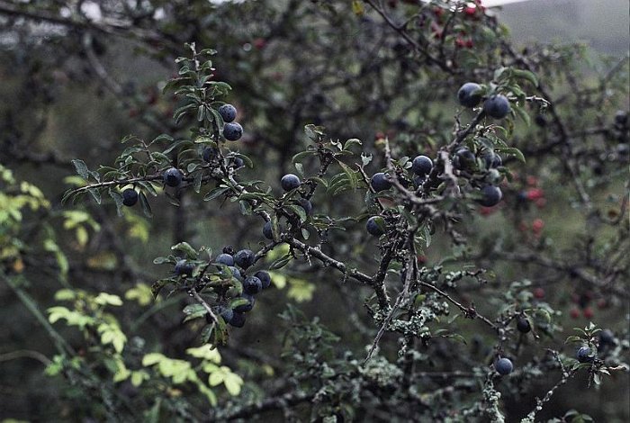 Prunus spinosa (2)